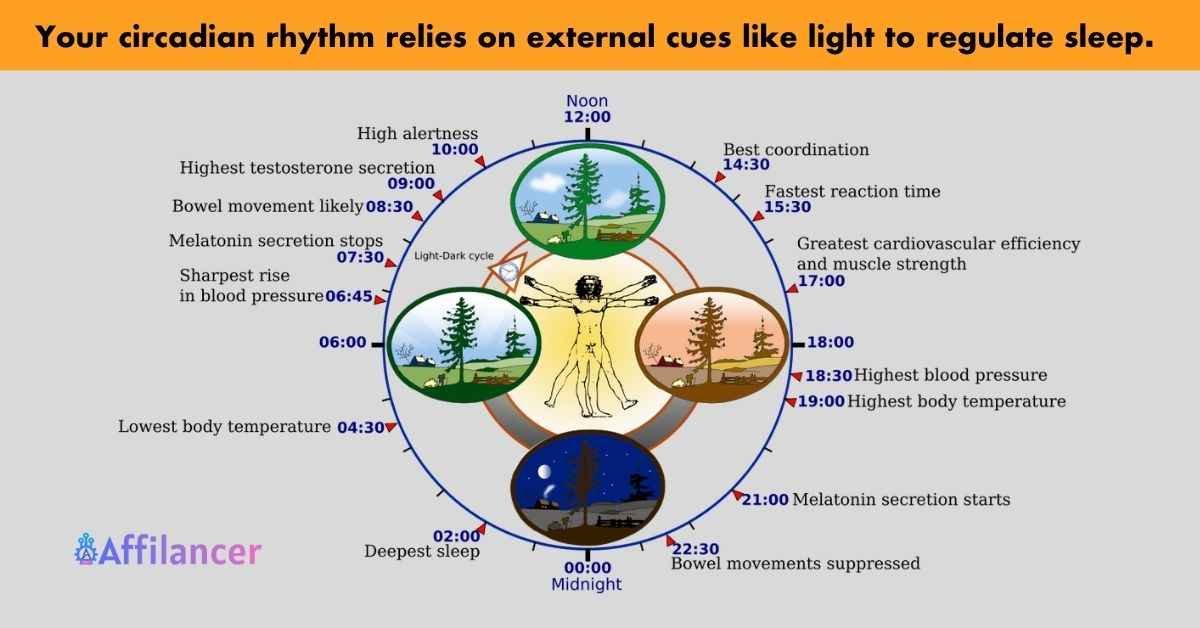 Your circadian rhythm relies on external cues like light to regulate sleep.